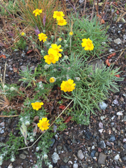 Eriophyllum lanatum achilleoides