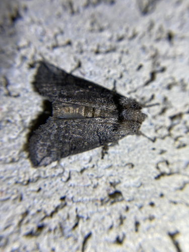 iNaturalist observation photo of Butterflies and Moths