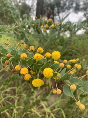Acacia sertiformis