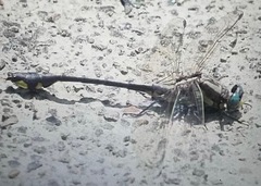 Gomphurus ozarkensis