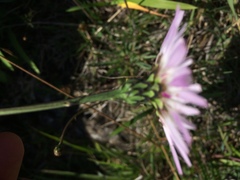 Pinaropappus spathulatus