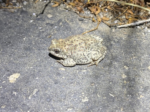 iNaturalist observation photo of Red-spotted Toad