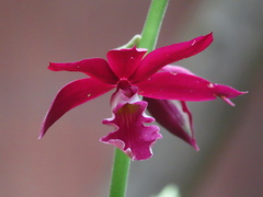 Phaius