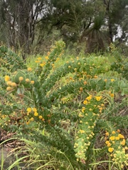 Acacia sertiformis