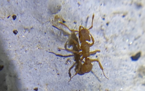iNaturalist observation photo of Wheeler’s Fungus-farming Ant