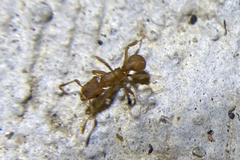 Cyphomyrmex wheeleri
