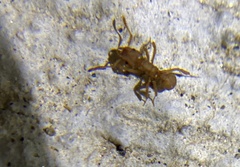 Cyphomyrmex wheeleri