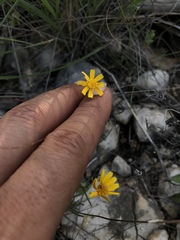 Tetraneuris linearifolia