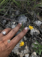 Tetraneuris linearifolia