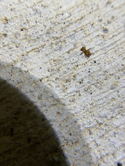 Cyphomyrmex wheeleri