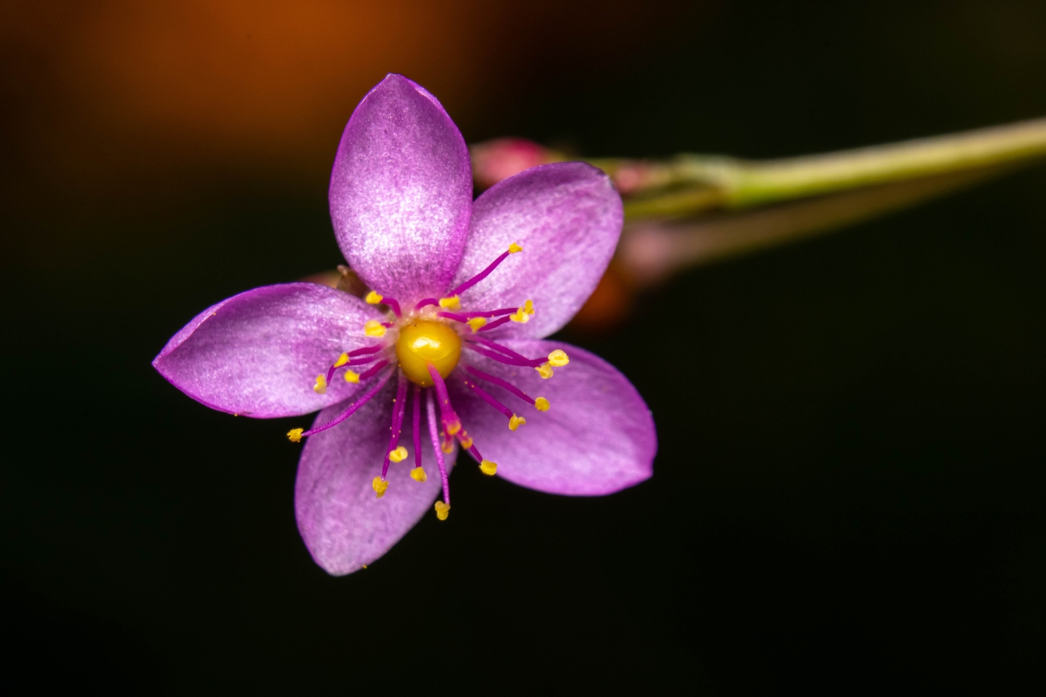Talinum paniculatum