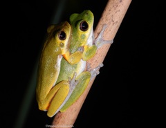Litoria cooloolensis