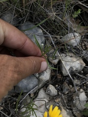 Tetraneuris linearifolia