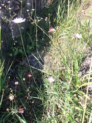 Pinaropappus spathulatus