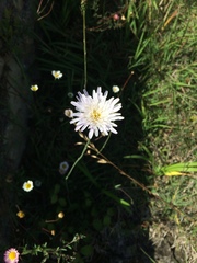 Pinaropappus spathulatus