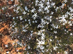Philotheca tubiflora