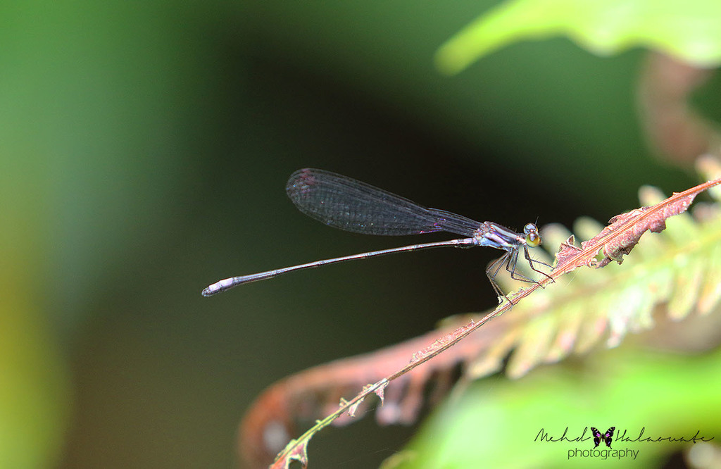 Paramecocnemis