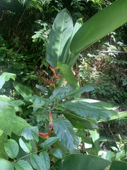 Heliconia spathocircinata