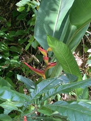 Heliconia spathocircinata