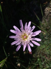 Pinaropappus spathulatus