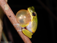 Litoria cooloolensis