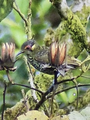 Xanthotis polygrammus