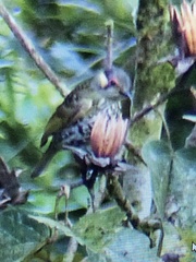 Xanthotis polygrammus