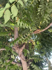 Phyllanthus acidus