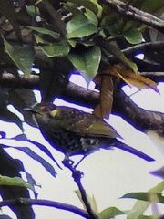 Xanthotis polygrammus