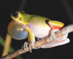 Litoria cooloolensis