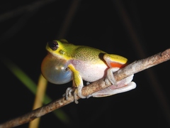 Litoria cooloolensis