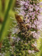 Philanthus crabroniformis