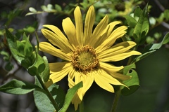 Silphium radula