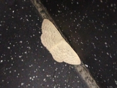 Idaea dolichopis