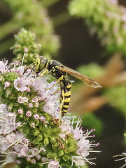 Philanthus crabroniformis