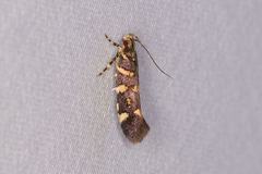 Macrobathra myriophthalma