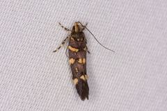 Macrobathra myriophthalma