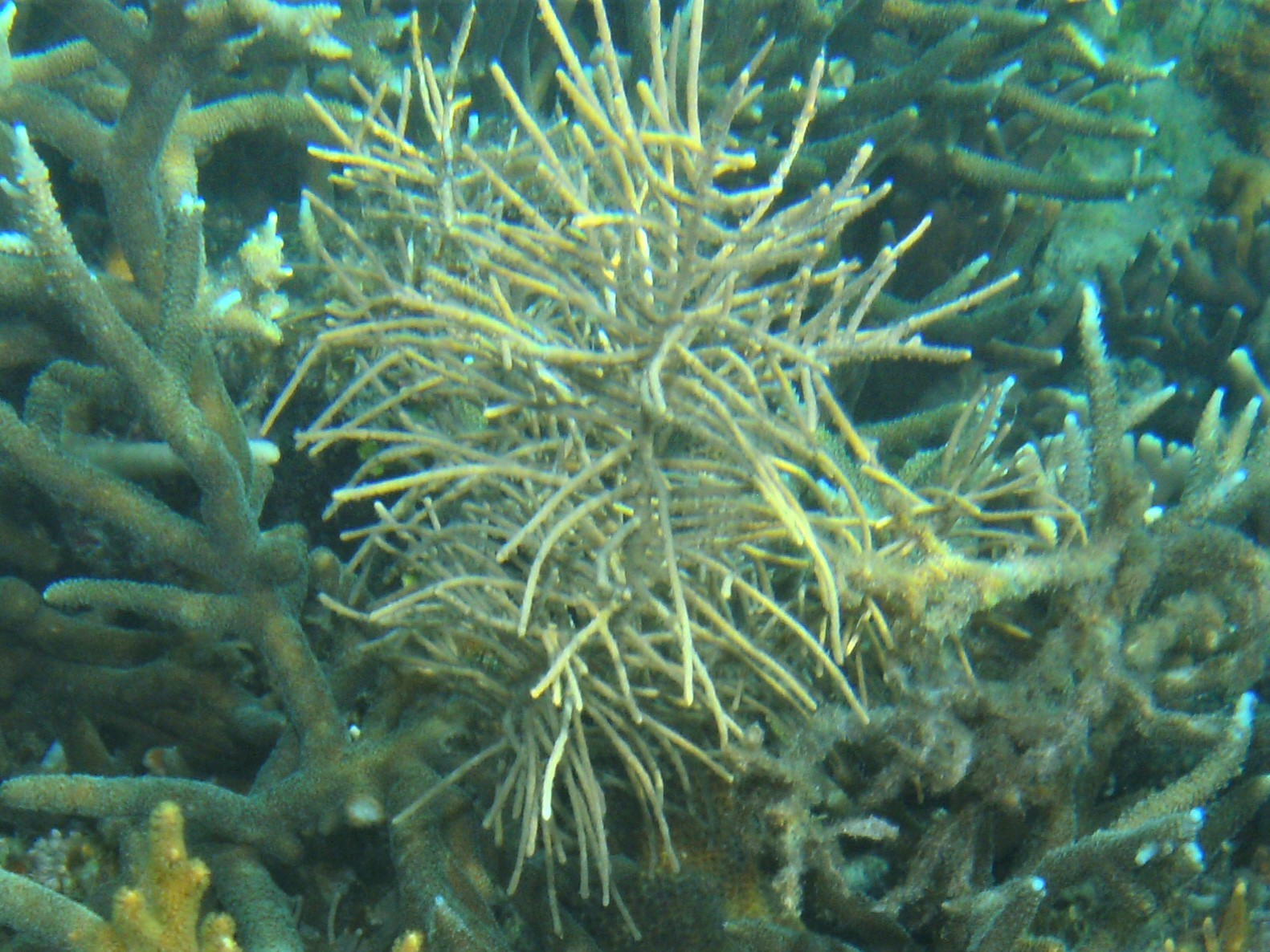 Pinnigorgia flava (Nutting, 1910)
