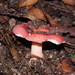 Russula clelandii - Photo (c) Reiner Richter, some rights reserved (CC BY-NC-SA), uploaded by Reiner Richter