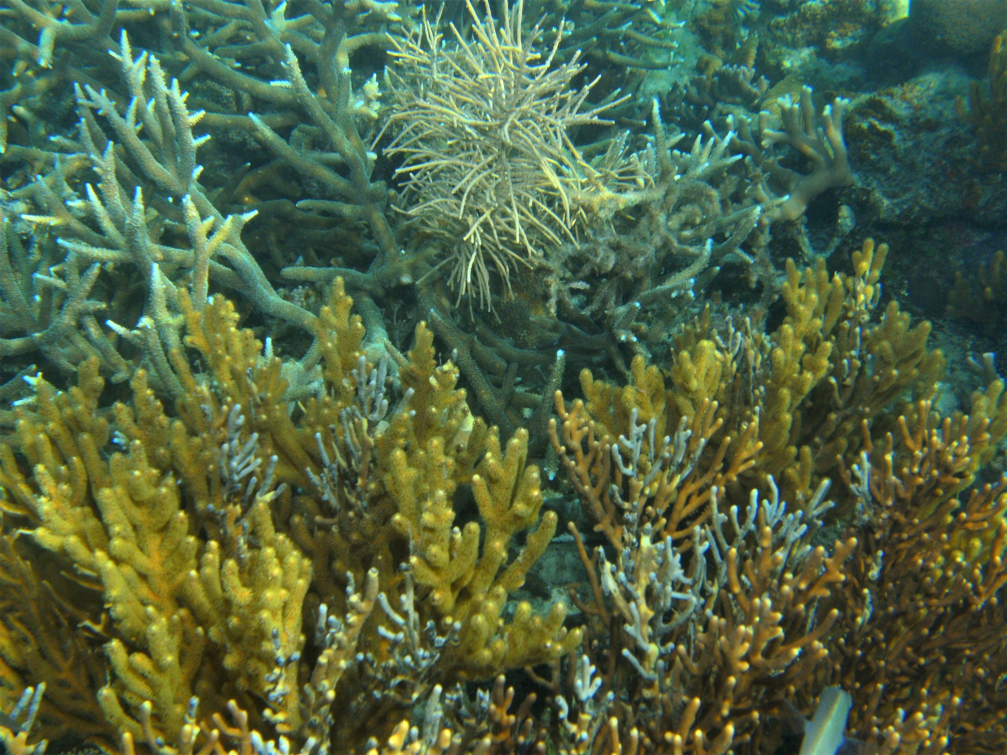 Pinnigorgia flava (Nutting, 1910)