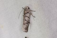 Lichenaula onychodes