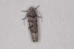 Lichenaula onychodes