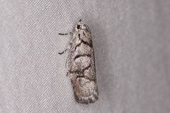 Lichenaula onychodes