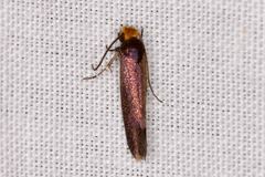 Craniosara pyrotricha