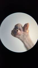 Neuroterus escharensis