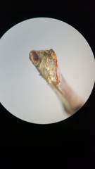 Neuroterus escharensis