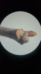 Neuroterus escharensis