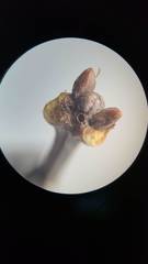 Neuroterus escharensis