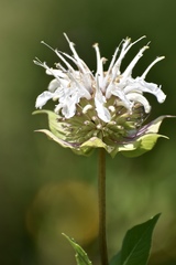 Monarda lindheimeri