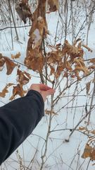 Callirhytis gemmiformis